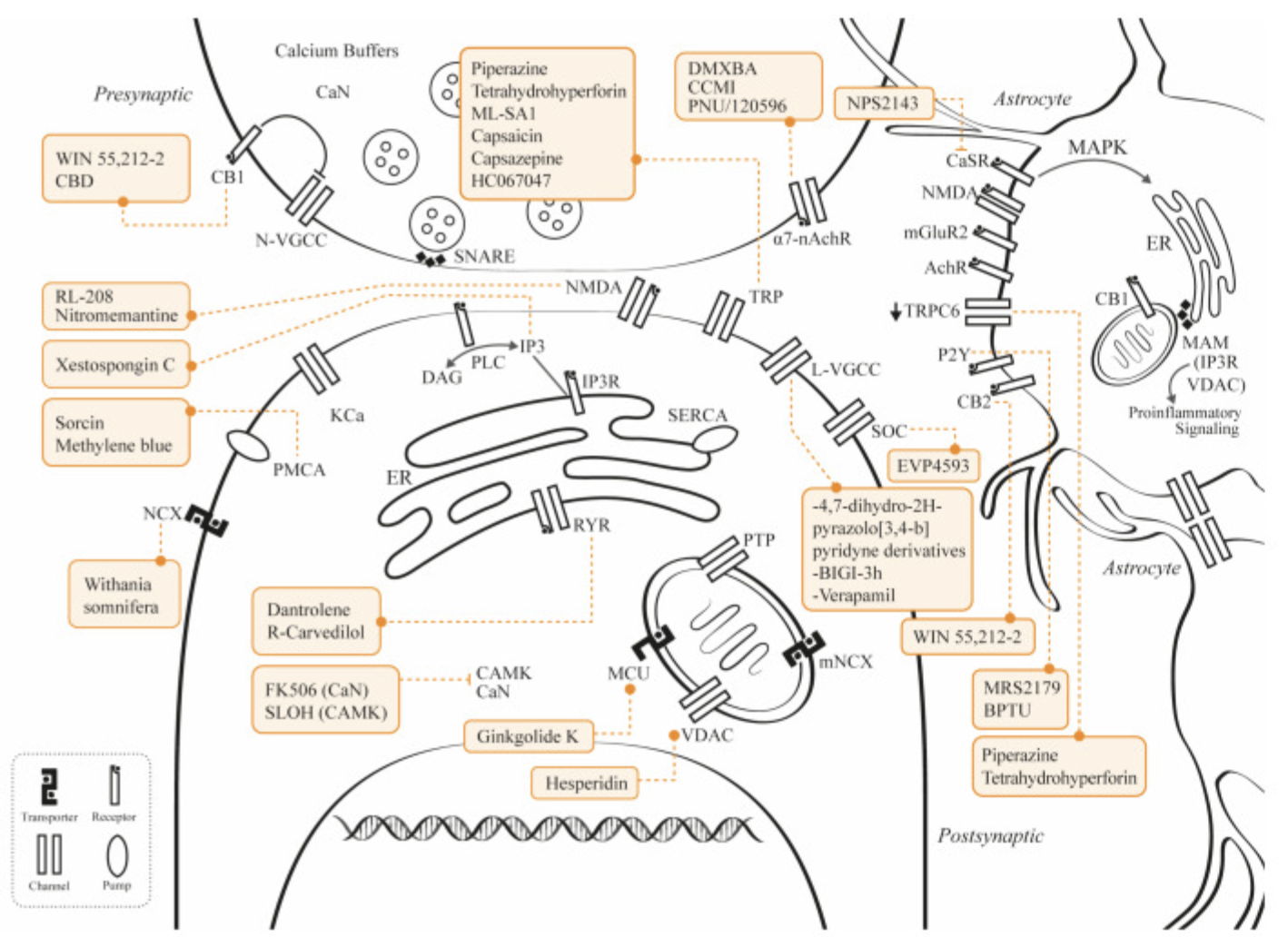Figure 1. Potential therapies and targets in calcium regulation pathways and proteins