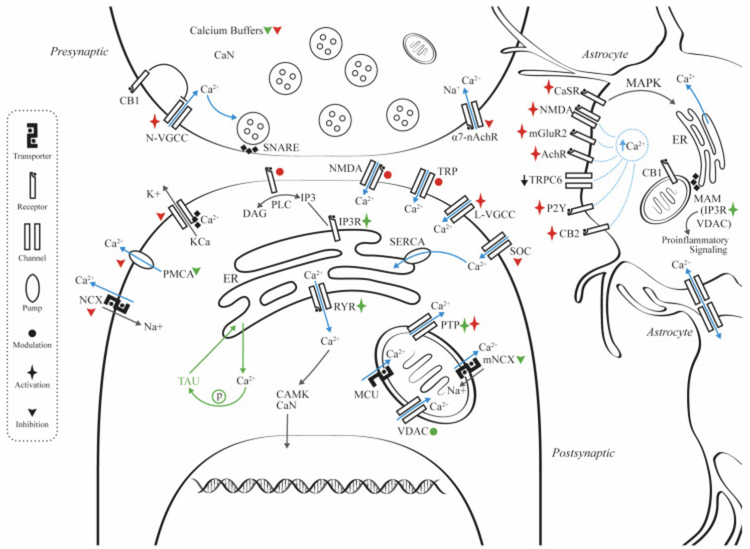 Figure 2. Amyloid and tau effects on synaptic and astrocytic Ca2+ regulation
