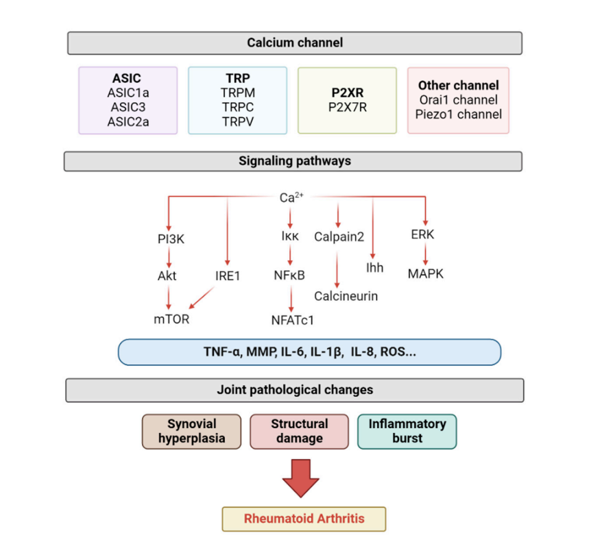 Figure 1. Inflammatory Cascade Triggered by Calcium Entry Through Joint-Specific Ion Channels