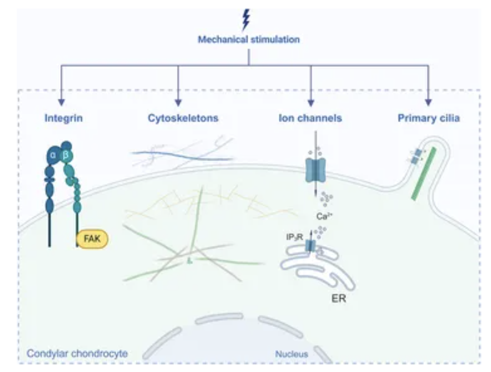 Figure 2. Mechanotransduction Pathways in Condylar Chondrocytes Under Mechanical Loading