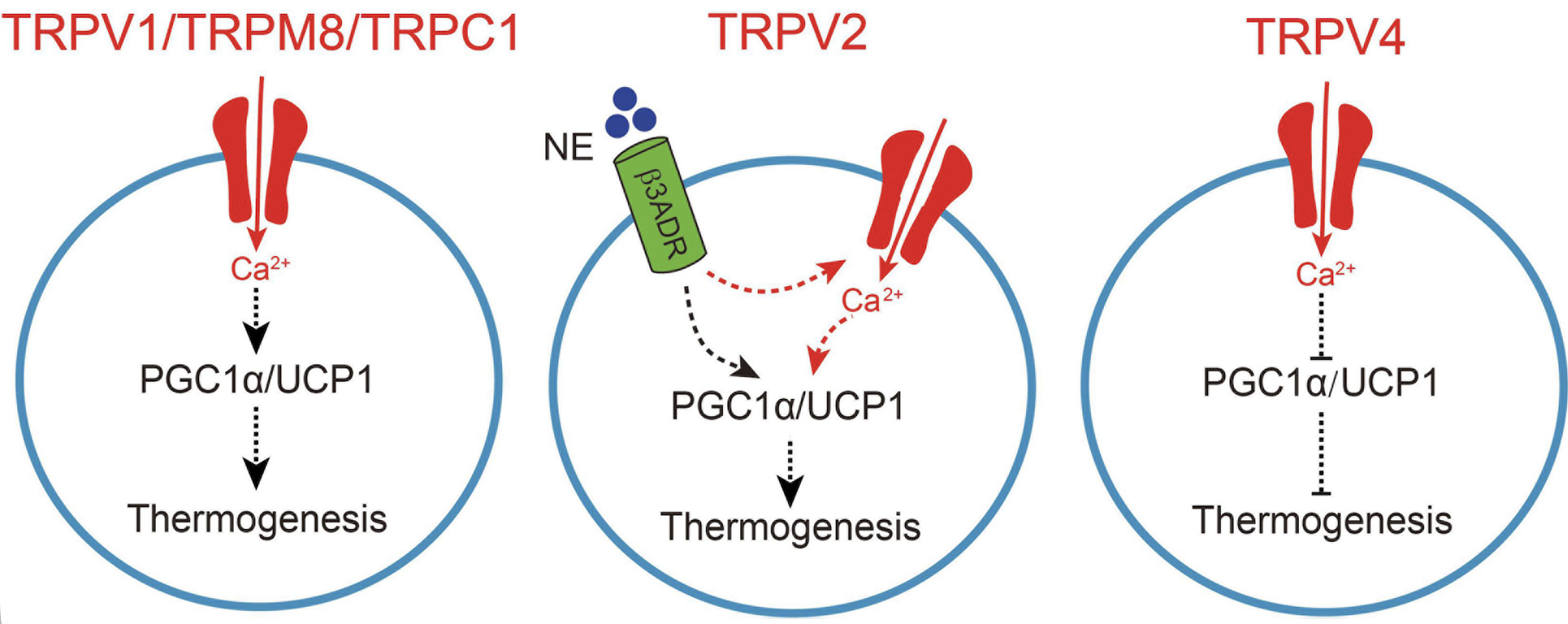 Figure 1. TRP Channel-Mediated Adipocyte Thermogenesis
