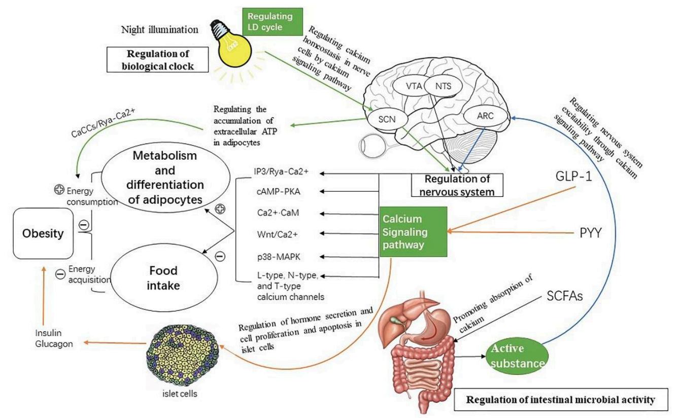 Figure 2. Nervous System, Gut Microbes, and Circadian Rhythms Regulating Obesity Through Calcium Signaling