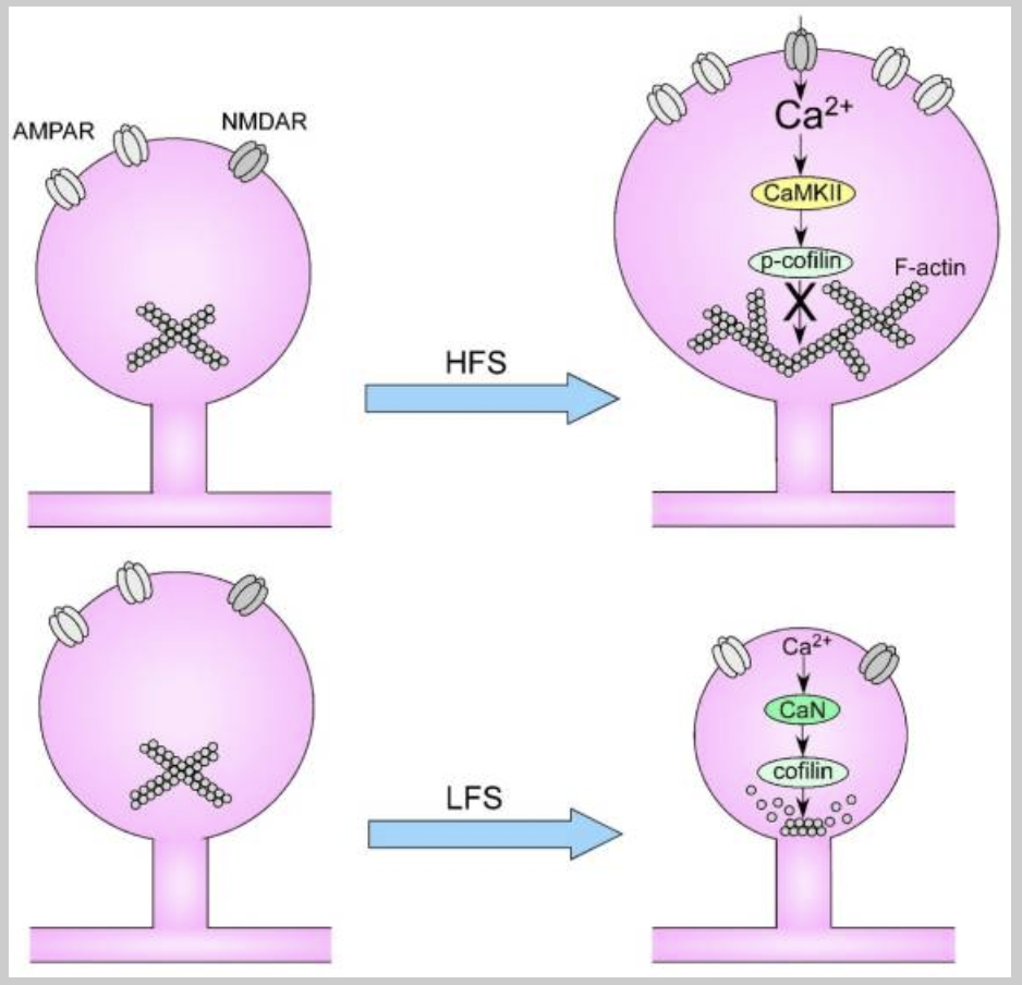 Figure 1. Neural Stimulation Patterns and Synaptic Spine Dynamics