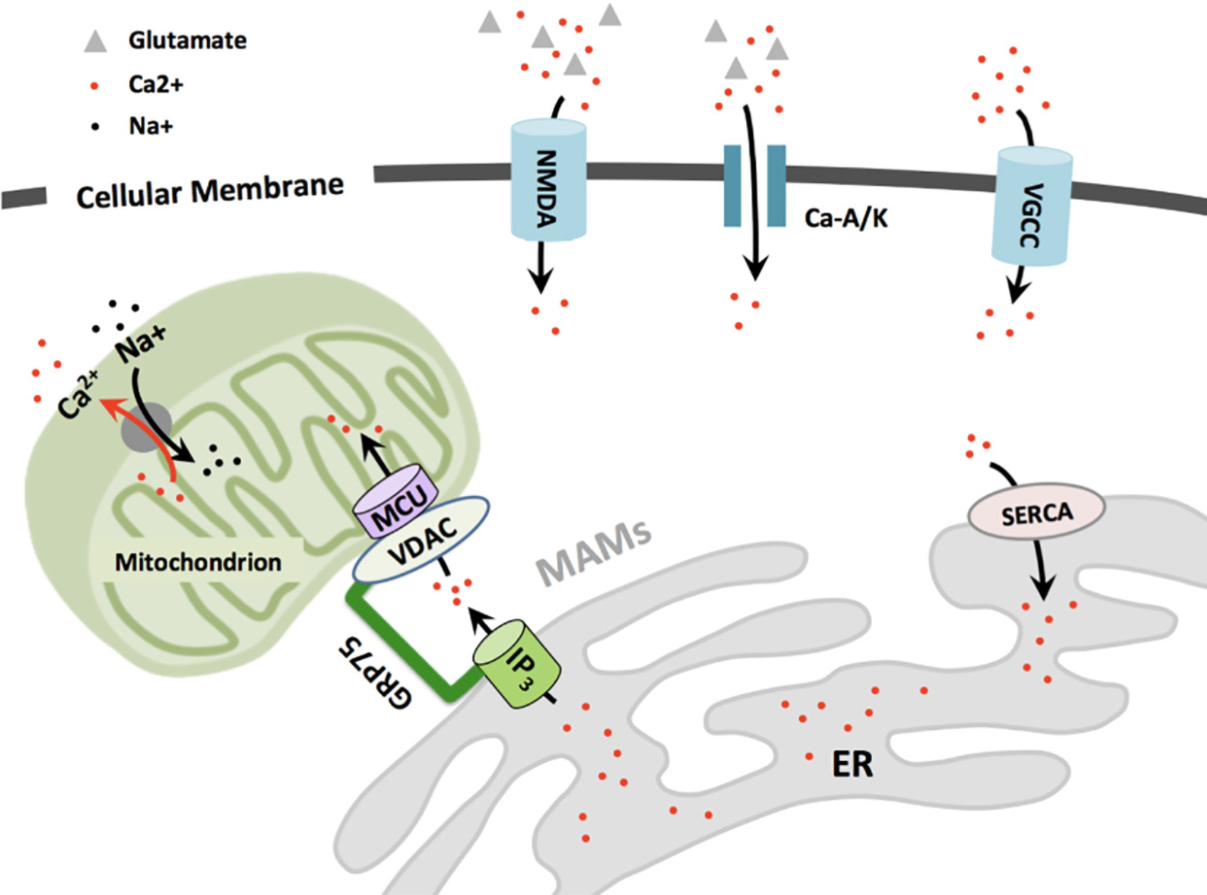 Figure 2. Schematic of Calcium Signaling in Neuronal Cells
