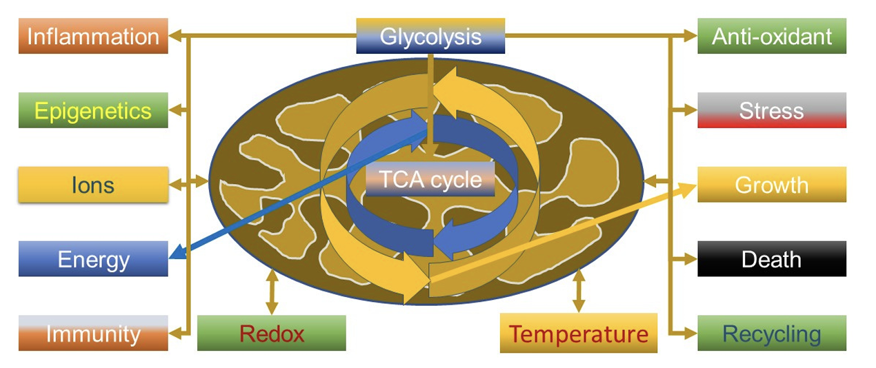 Figure 1. Mitochondrial Roles in Calcium Regulation, ROS Homeostasis, and Krebs Cycle Signaling Functions