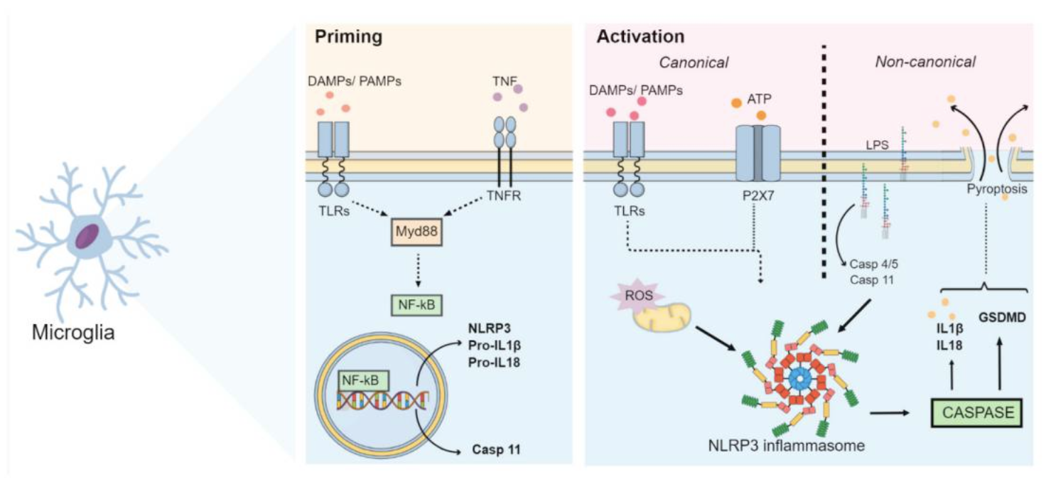 Figure 1.How the NLRP3 inflammasome triggers inflammation and cell death