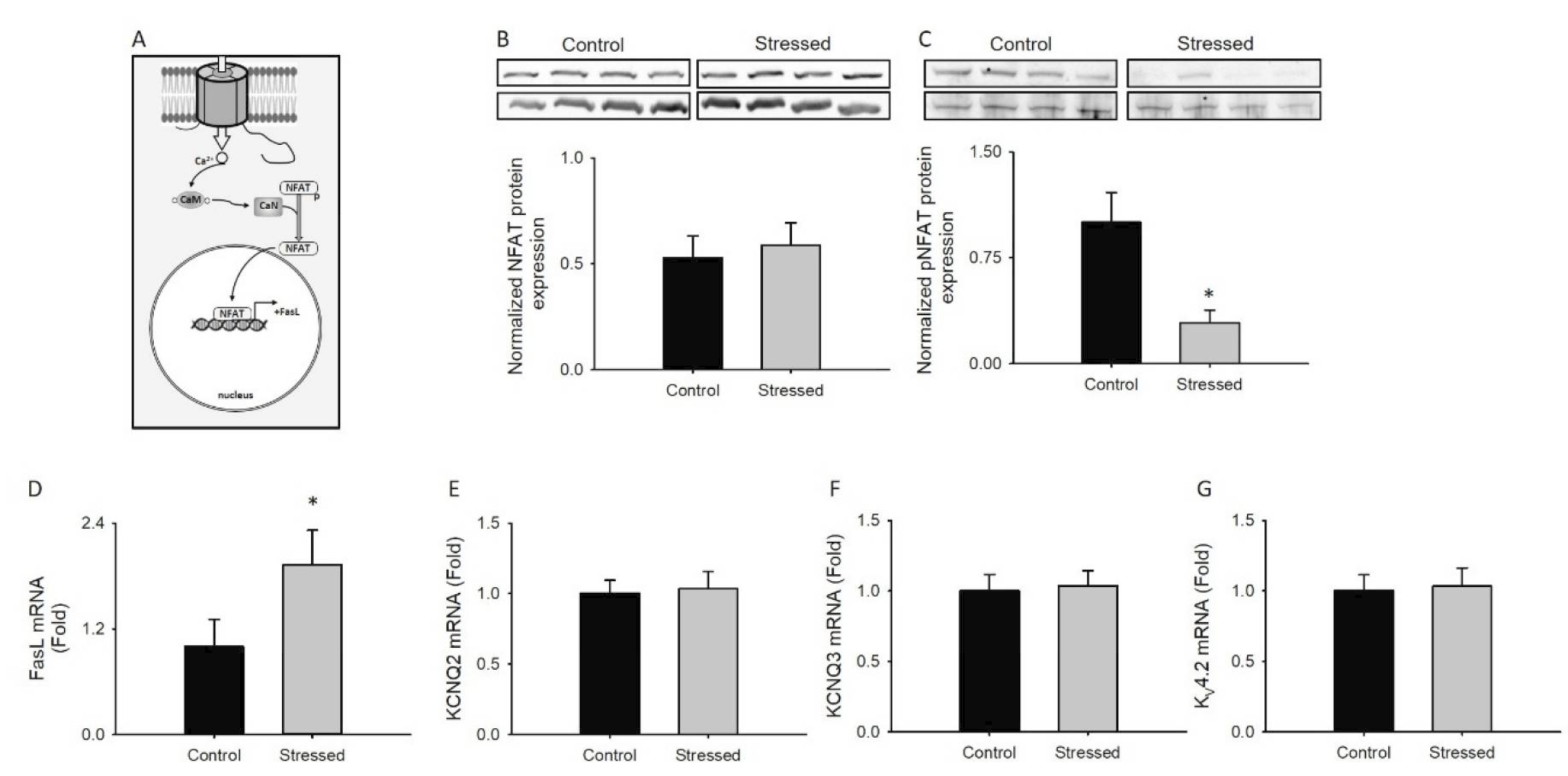 Figure 2. Chronic restraint stress does not change hippocampal CCAT signaling