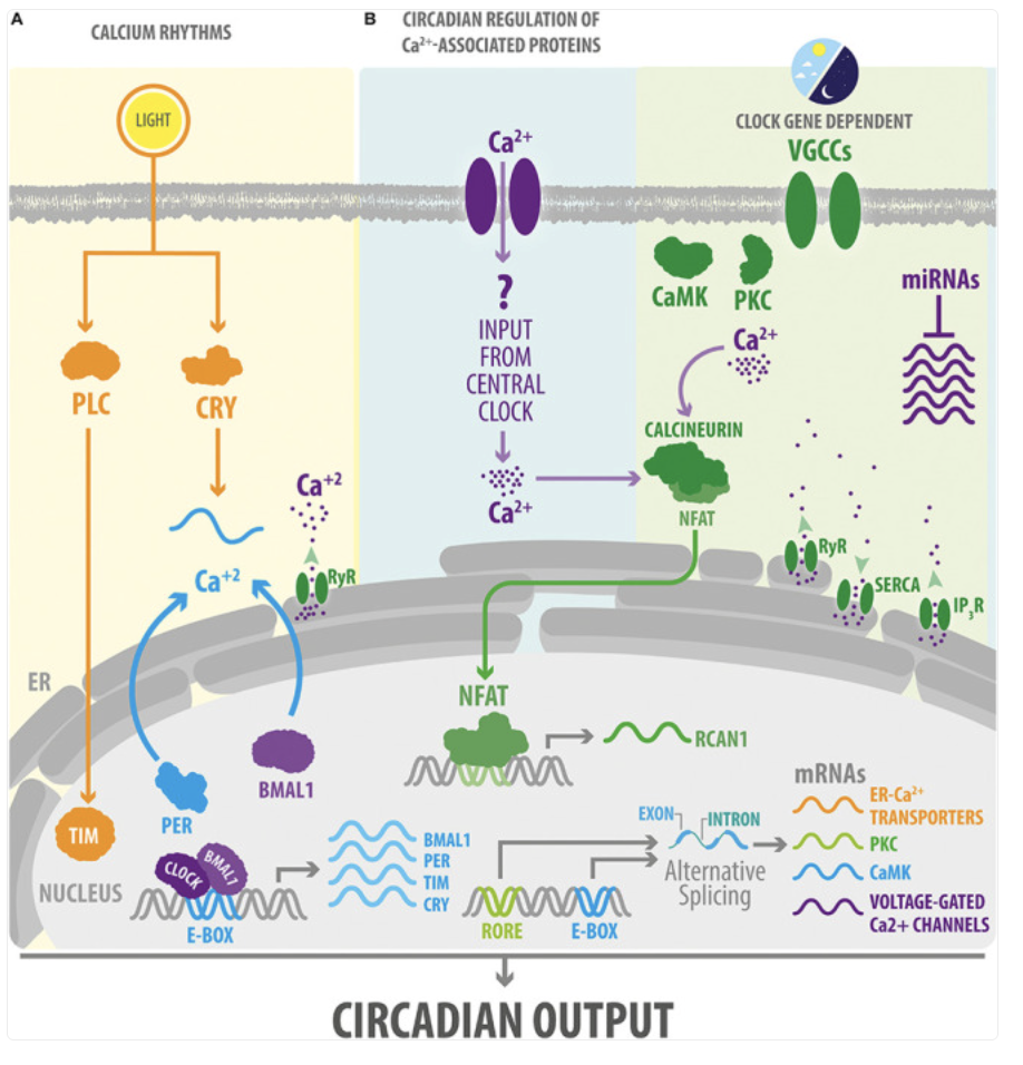 Figure 1. How the body clock gives calcium signals a daily rhythm