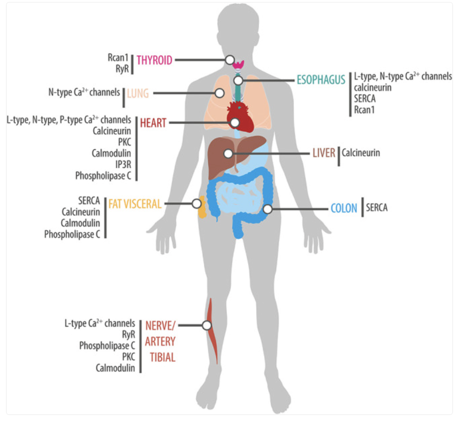 Figure 2. Daily calcium signaling gene rhythms across different human peripheral tissues