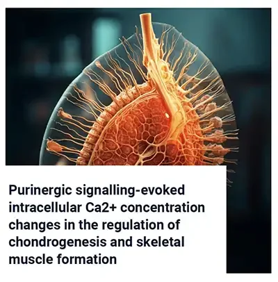 Intracellular Calcium and Cell Differentiation