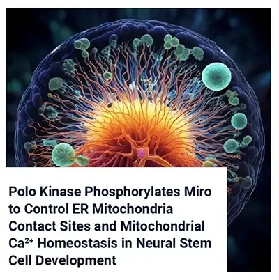 Mitochondrial Calcium in Stem Cells