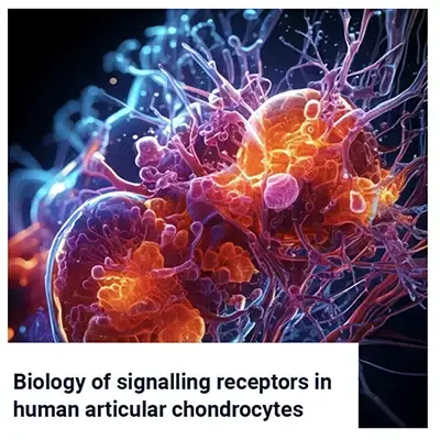 Calcium Signalling in Osteoarthritis