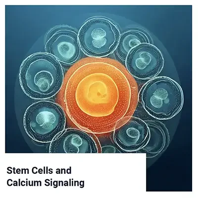 Stem Cells and Calcium Signaling