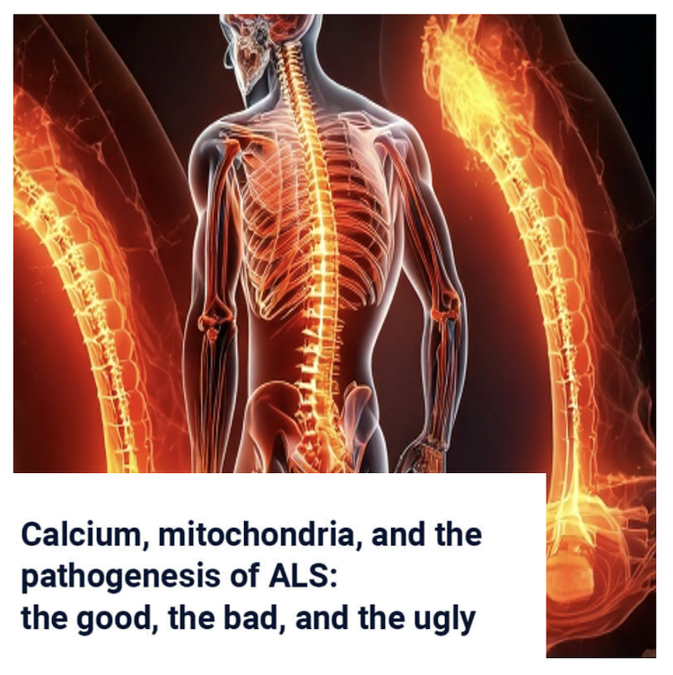 Calcium, Mitochondria, and the Pathogenesis of ALS