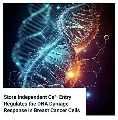 Store-Independent Ca2+ Entry and the DNA Damage Response in Breast Cancer