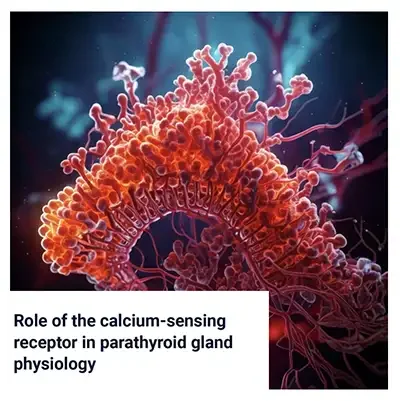 The Calcium-Sensing Receptor in Parathyroid Gland Physiology