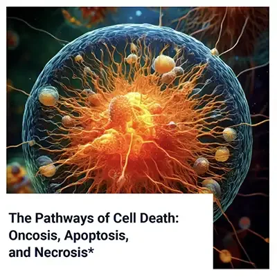 The Pathways of Cell Death: Oncosis, Apoptosis, and Necrosis