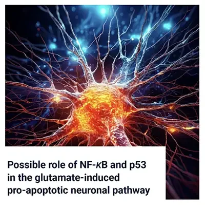 NF-kB and p53 in the Glutamate-Induced Pro-Apoptotic Neuronal Pathway