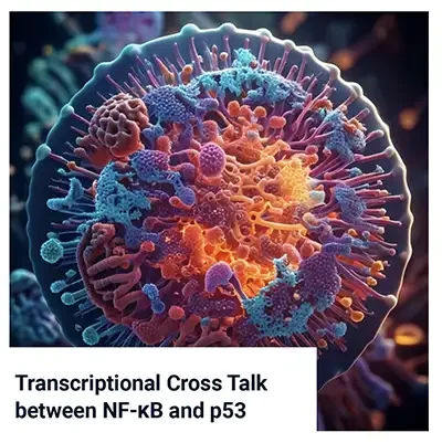 Transcriptional Cross Talk between NF-kB and p53