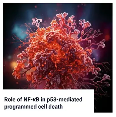 Role of NF-kB in p53-Mediated Programmed Cell Death