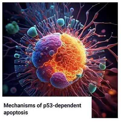 Mechanisms of p53-Dependent Apoptosis
