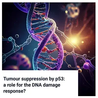Tumour Suppression by p53: A Role for the DNA Damage Response?