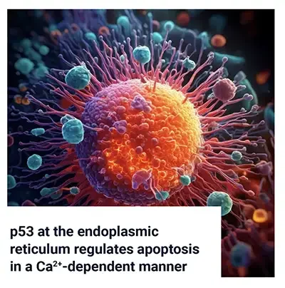 p53 at the Endoplasmic Reticulum Regulates Apoptosis via Calcium