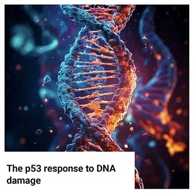 The p53 Response to DNA Damage