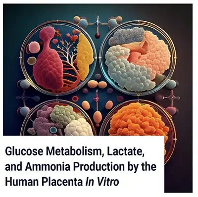 Glucose Metabolism, Lactate, and Ammonia Production by the Human Placenta