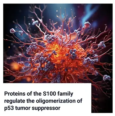 Proteins of the S100 Family Regulate p53 Oligomerization