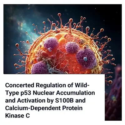Regulation of Wild-Type p53 by S100B and Calcium-Dependent Protein Kinase C