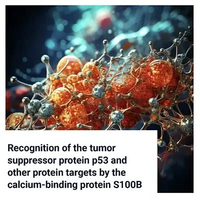 Recognition of p53 and Other Targets by the Calcium-Binding Protein S100B