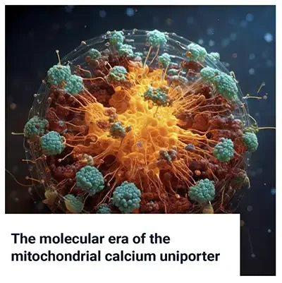 The Molecular Era of the Mitochondrial Calcium Uniporter