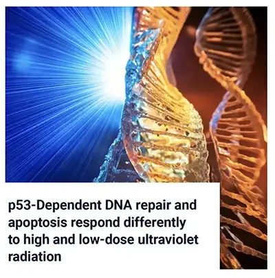 p53-Dependent DNA Repair and Apoptosis at High and Low UV Doses